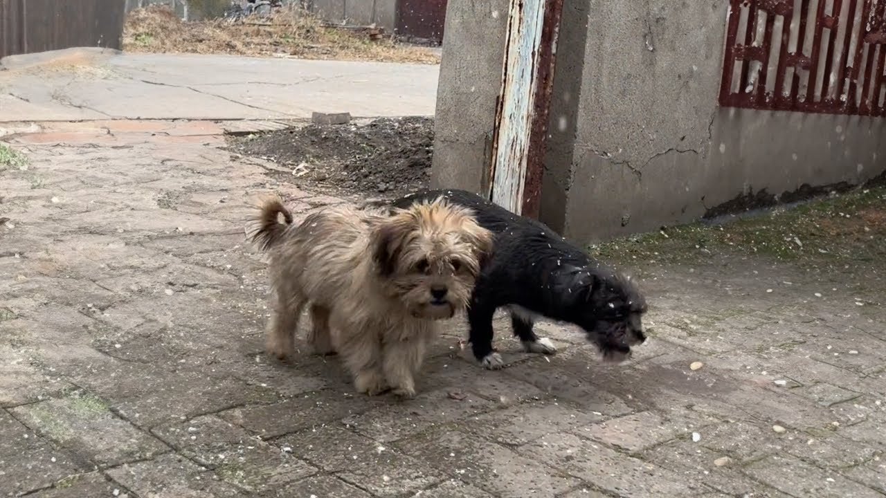 Two Stray Dogs Waited at My Gate Every Day and Brought Me a Big Surprise