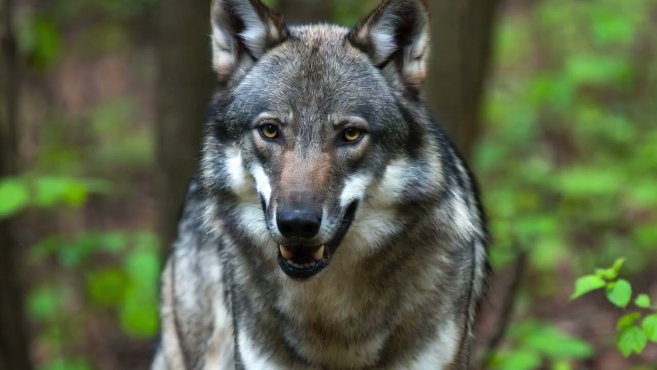 THE WOLF'S HOWL OF SOVEREIGNTY