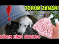 KÜSEN HİNDİ YAVRULARI~YAVRU KÖPEKLERİN OYUN ALANI~TOHUM ZAMANI FASÜLYE