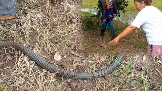 Grabe Takot Na Takot Si Nanay Nang Mahuli Ang Ahas Sa Bakuran Jtg Kamandag