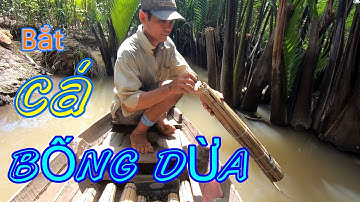 Đi Xuồng Đặt Cá Bống Dừa Bằng Lợp Đứng Với Anh Hai| Go Setting Up Fish Traps With Hai