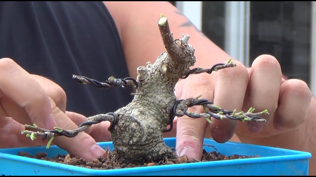 Mini bonsai ficus injertado - Actualización Septiembre 2016