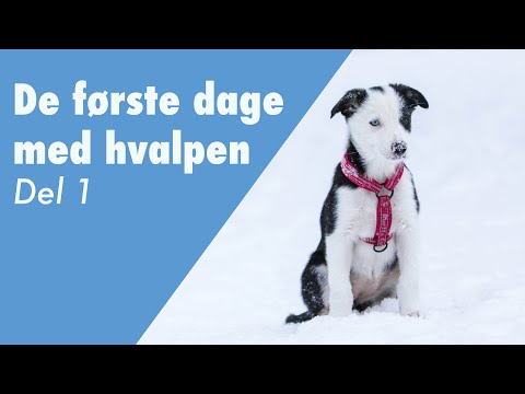 Video: Hvad Er Hundeterapi