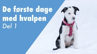 De første dage med en hundehvalp  den første hvalpetræning og indkald