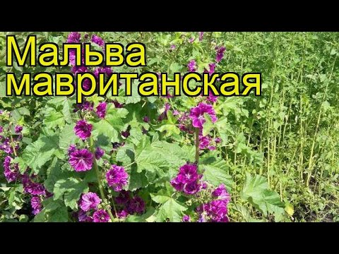 Video: Malva Baja