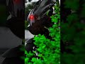modified pulsar 220f #tranding #bike #shoris #video