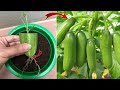 I was surprised to propagate cucumbers this way  relax garden