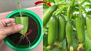 I was surprised to propagate cucumbers this way | Relax Garden