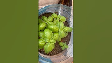 Growing basil from seeds timelapse