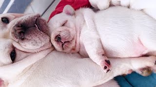 I personally take care of the adorable French Bulldog puppies