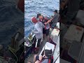 一個鉤子兩尾馬頭魚