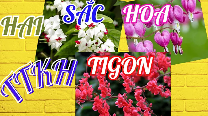 Hai Sắc Hoa Tigon(TTKh)|Cảm Thụ Bài Thơ -TheAnh365