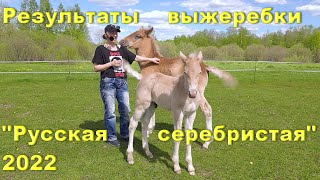 Результаты выжеребки проекта 