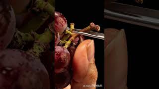 Pulling a Grape Stem 🍇 Ultra Realistic Macro ASMR