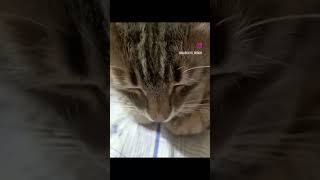 😆 #Shortscats #Ржачныевидео #Юмор #Cat #Tiktok