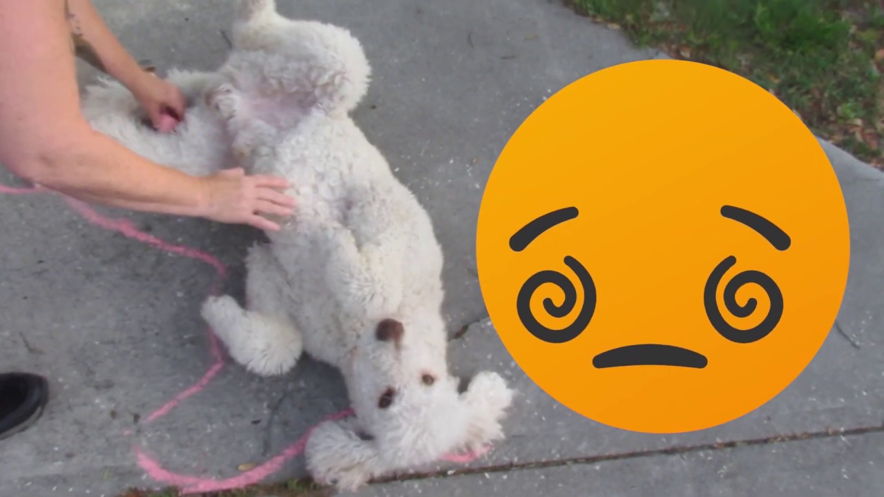 🌈Chalk Art with the dogs🎨🐶🦴 YouTube