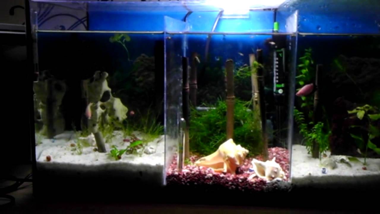 betta splendens aquarium