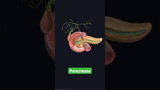 Pencrease 3D pick || human physiology || short