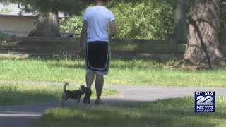 How to cool down a dog during extreme heat