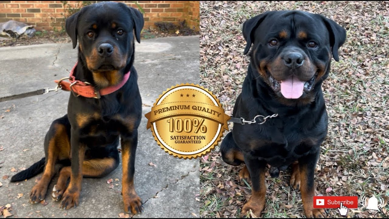 ✨ Rottweiler Showcase of top QUALITY Rottweilers ‼️…(MillCoop Rottweiler Kennels ...
