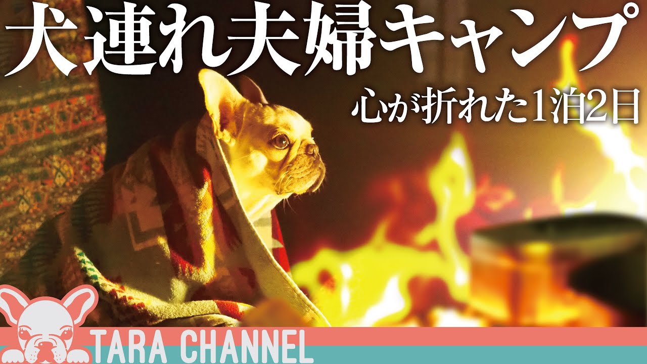 【キャンプ初心者】初めての1泊2日キャンプで心の折れる夜【フレンチブルドッグ】