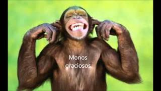 Tipos de monos