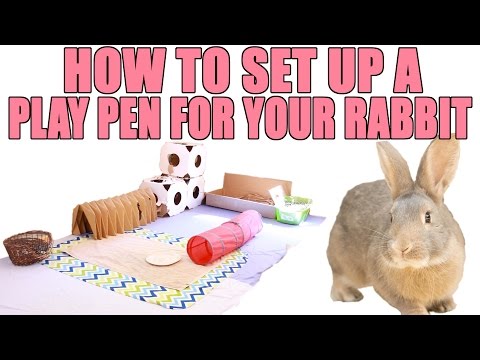 How To Set Up a Play Pen for Your Rabbit!