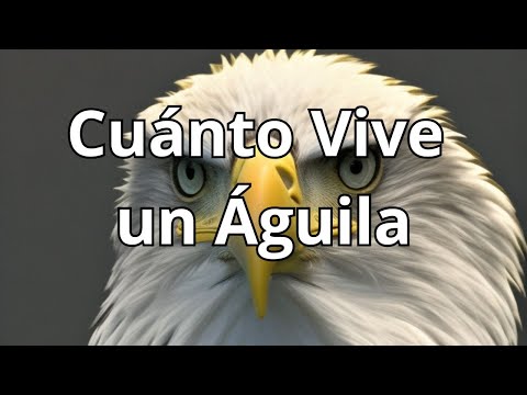 Video: Pájaros longevos, o cuánto vive un águila