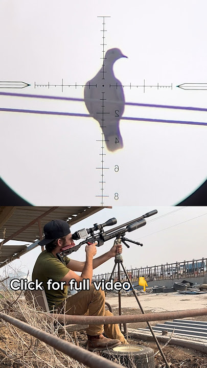 PCP Pest Control