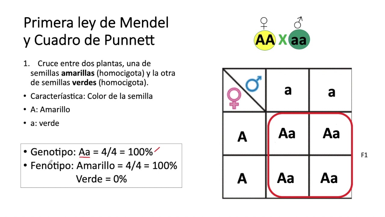 Herencia Mendeliana 1 YouTube Herencia Mendeliana 1 YouTube