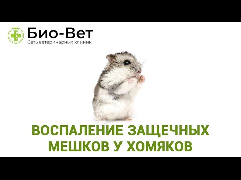 Воспаление Защечных Мешков у Хомяков 🐹 Причины и Лечение // Сеть Ветклиник БИО-ВЕТ