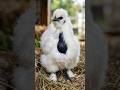 THE FISH THAT EATS IMPOSSIBLE MEALS #chicken #wildlife #discovery