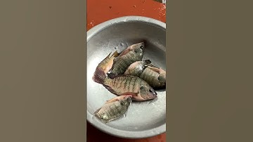 #shorts Câu Cá Buổi Trưa 2 #youtubeshorts #cauca #caucatv2 #caucasuoi