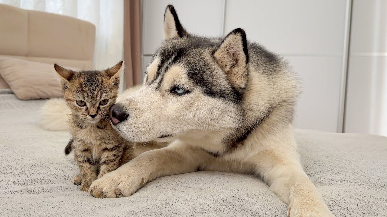 You Have to See How This Giant Husky Reacts to a Tiny Kitten!