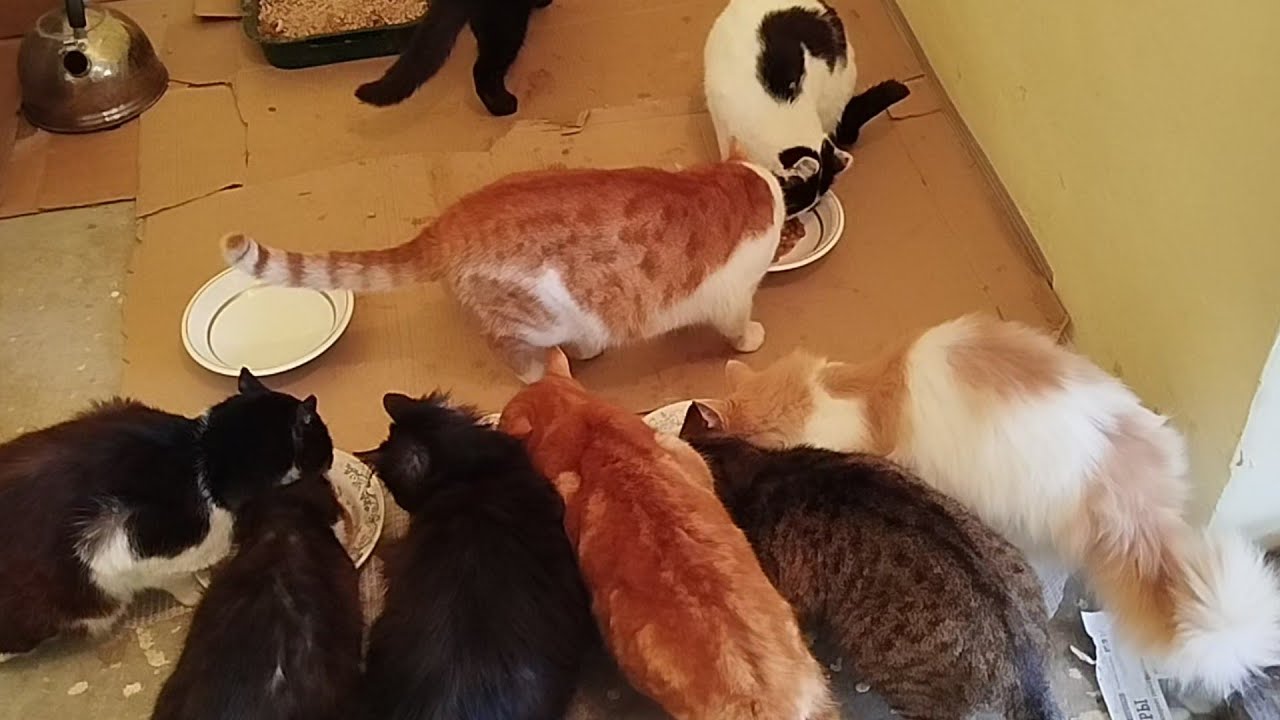 День кошек 1 марта! Зима прошла. 😽😺😽🙏🤗❤