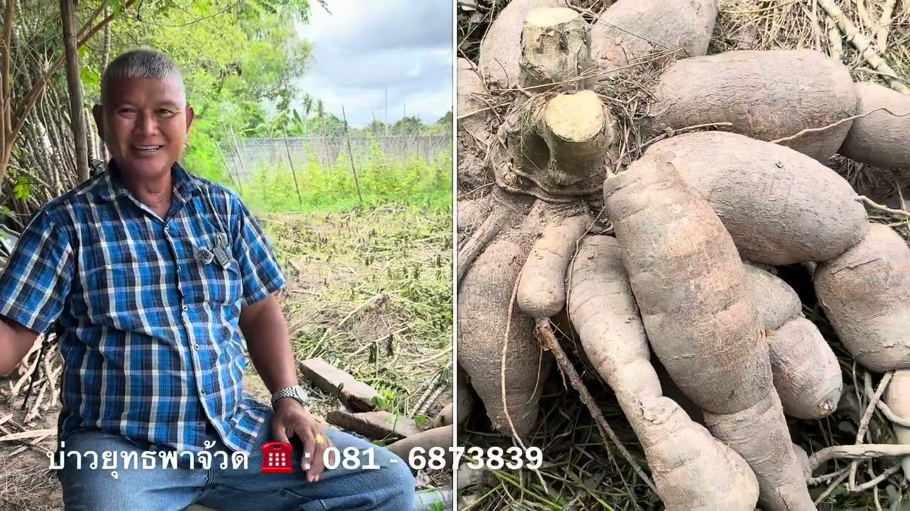 Ep 2 ปลูกมันสำปะหลังใช้ พด. สร้างผลผลิตอย่างไรได้เหง้าละ 30 กก . อ.พรต | บ่าวยุทธพาจ้วด