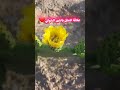 زراعة الصبار في المغرب #زراعة_الصبار #زراعة #التين_الشوكي
