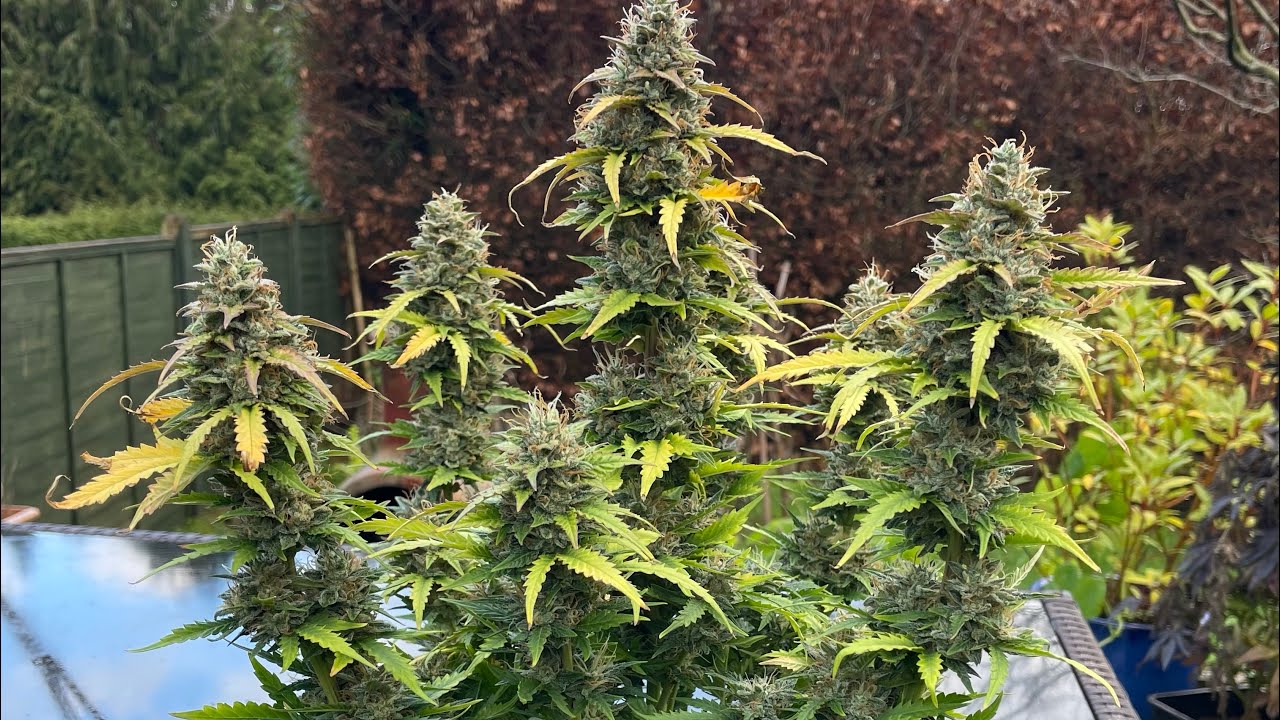 Lemonade Auto Cannabonsai 400ml pot 🌱