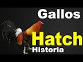 Gallos Hatch Historia ✅ SANDY SANFORD HATCH