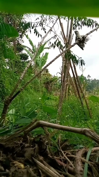 detik detik dapat burung kapasan kemiri #pikat #burung #gacor