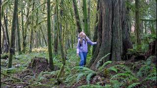 LEGACY FORESTS - 🌲 - Ecological Powerhouses - The Old Growth of Our Future!