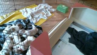 Ruby Litter 1 - 4/21/2016 PM