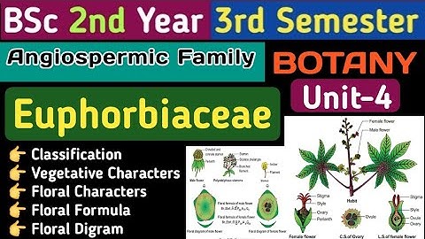 BSc 2nd Year 3rd Semester Botany Unit 4/Family Euphorbiaceae in Hindi/Euphorbiaceae/Cyathium/Latex