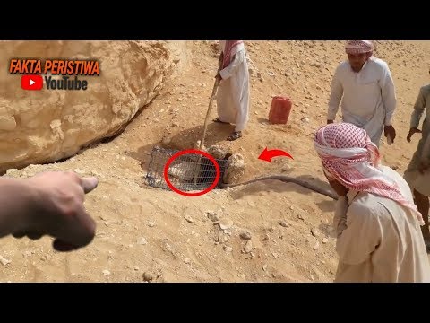 ASTAGA!! Dikira Sarang Tikus, Tiba-tiba Dari Dalam Lubang Muncul Sosok Mengerikan ini!! Lihat! ASTAGA!! Dikira Sarang Tikus, Tiba-tiba Dari Dalam Lubang Muncul Sosok Mengerikan ini!! Lihat!