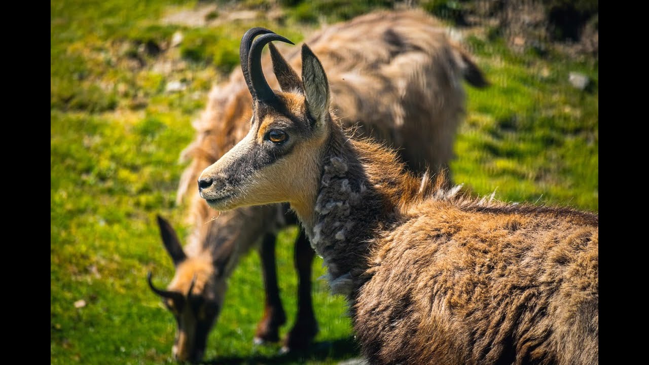 The Chamois is a species of Goat Antelope 
