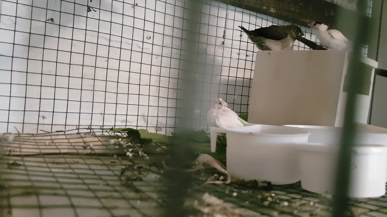 Bengal ispinozu yavruları, yuvadan atladı  society finch Bengalese finches Japanisch Mövchen