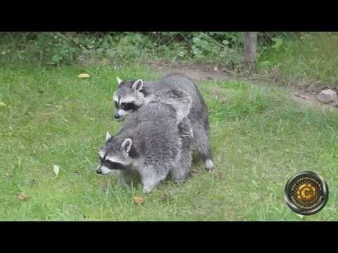 Βίντεο: Raccoons: Ένας κίνδυνος για την υγεία κάτω από το ραντάρ