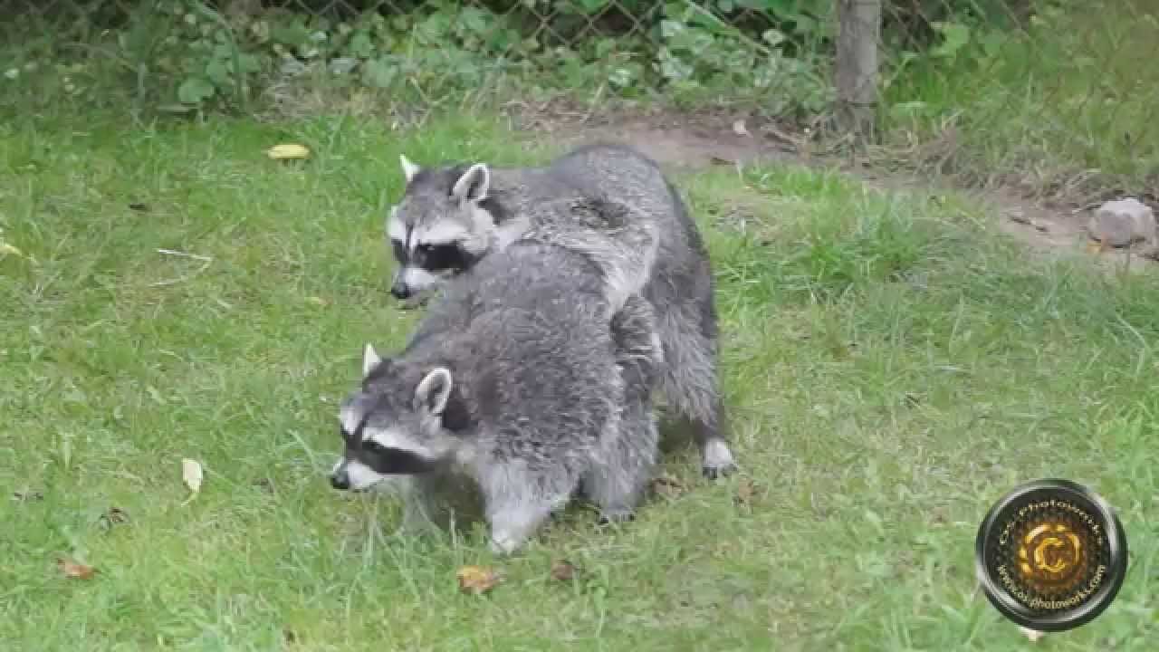 Can A Raccoon Mate With A Dog?