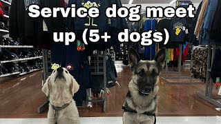 Service dog meet up!!