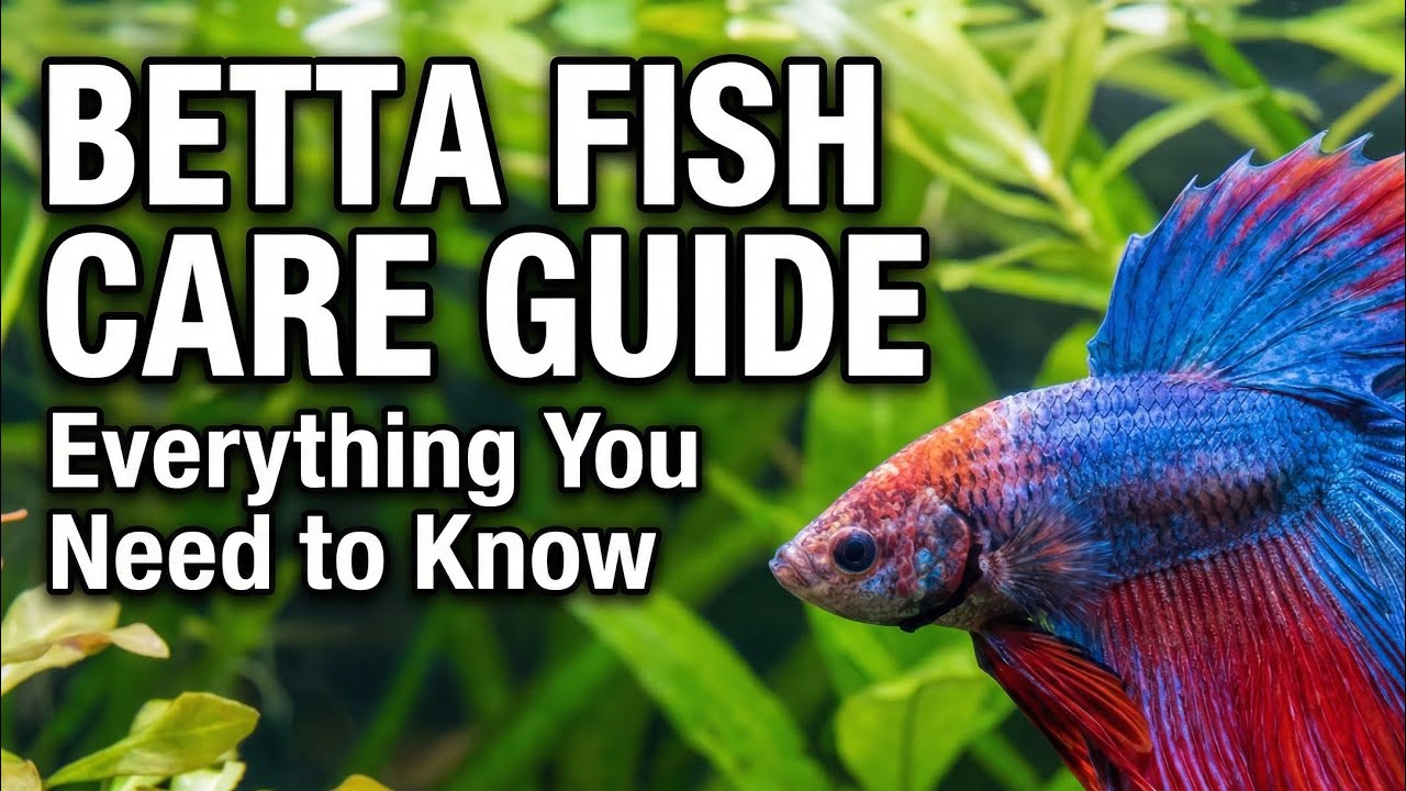 Betta fish (fighter fish)